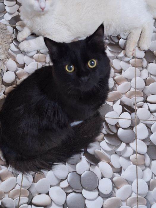 Коты чёрный и белый.