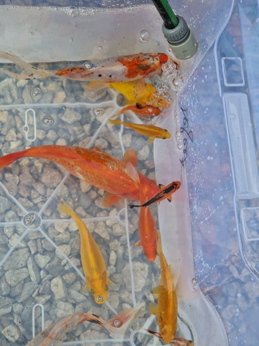 Vând pesti crapi koi și carasi în Cluj-Napoca nu livram în țară prețul este de la 10 lei în sus