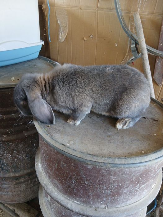 Vând iepuri berbec german