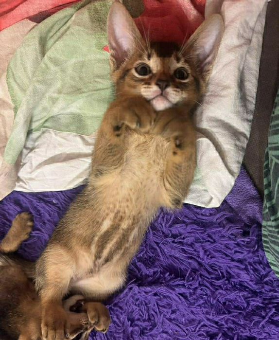 Абесинские котята бронь