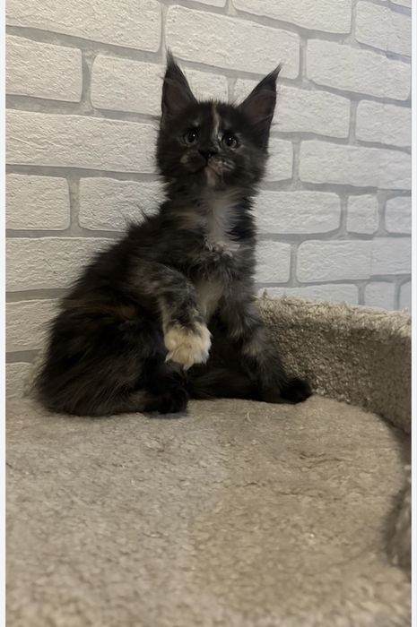 Продажа/Котят/Породистые/