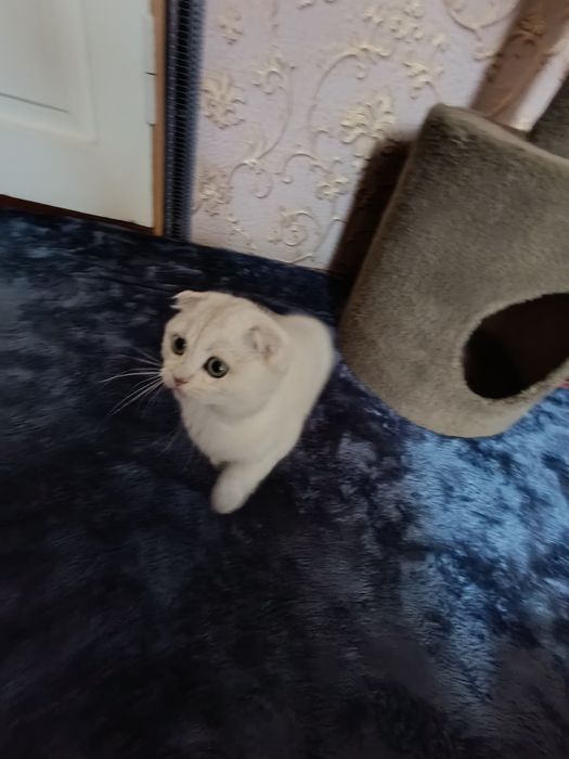 shinshilla mushukcha sotiladi