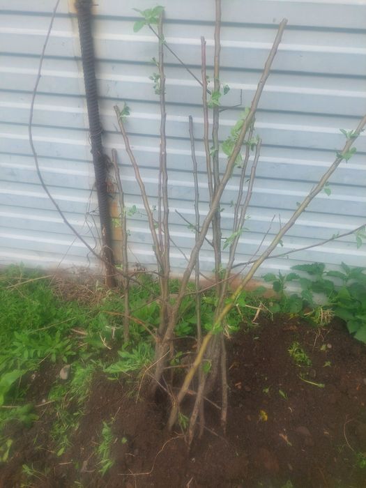 Саженцы яблоня Азерголт