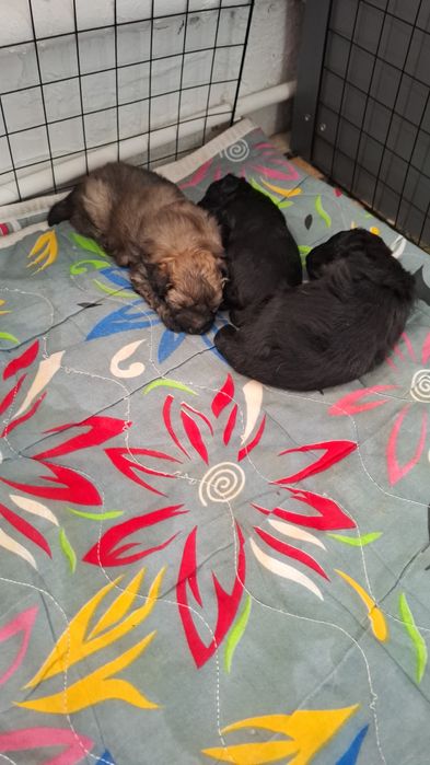 Щенки помапу(шпиц,пудель)