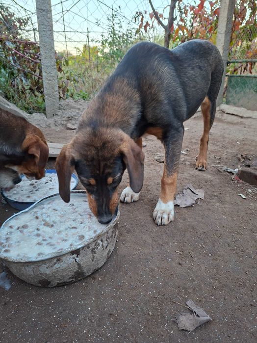Подарявам кучета