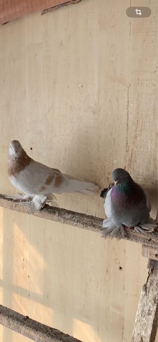 Голуби все в гоне