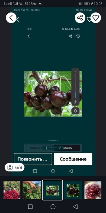 Черешня малина Шпанка