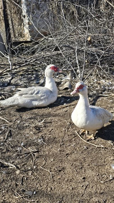 Индоутки (уточки и селезни)
