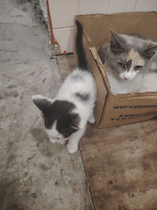 Отдадим котят бесплатно