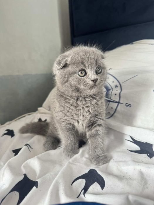 Британско женско коте