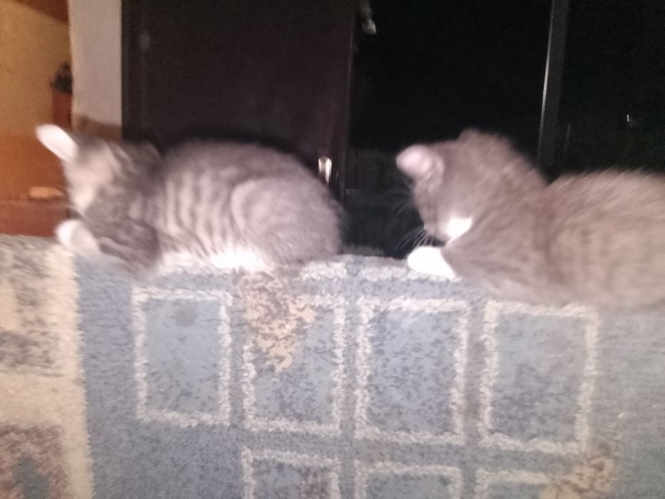 Отдам котят , отличные мышеловы