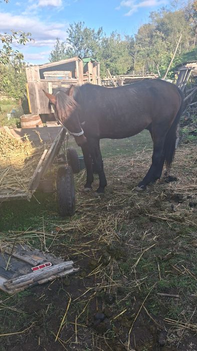 Vand cal in varsta de 9ani