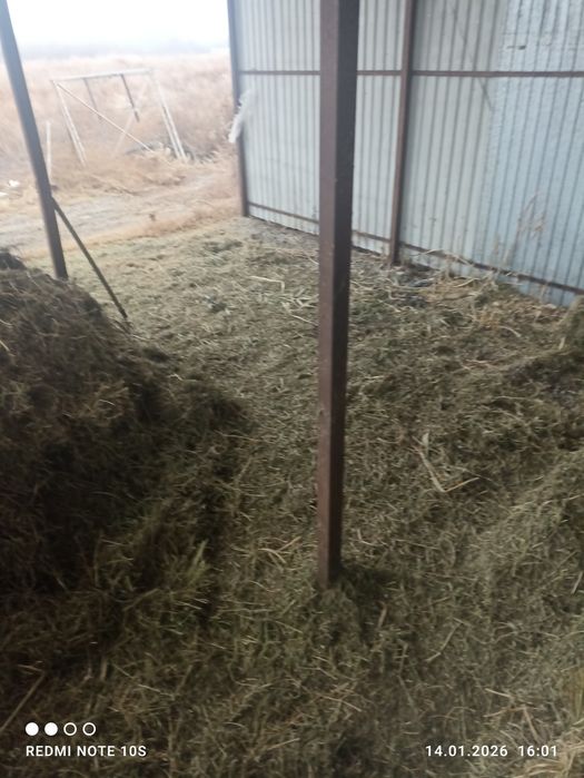 Тюки люцерно  сено