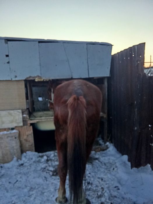 Продаётся жеребец