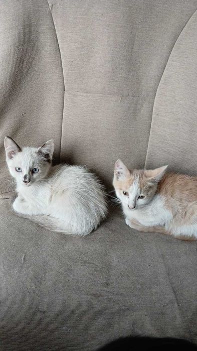 Отдам котят безоплатно