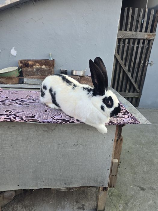 Iepurite de vânzare