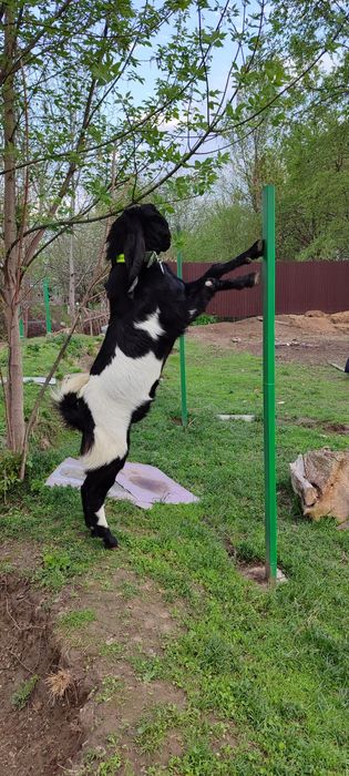 БиталоКамориНуб козел