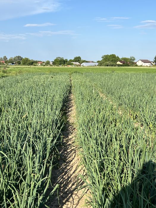 Ceapa verde de vanzare