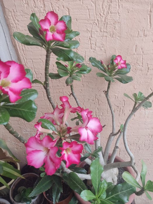 Продам комнатные цветы.