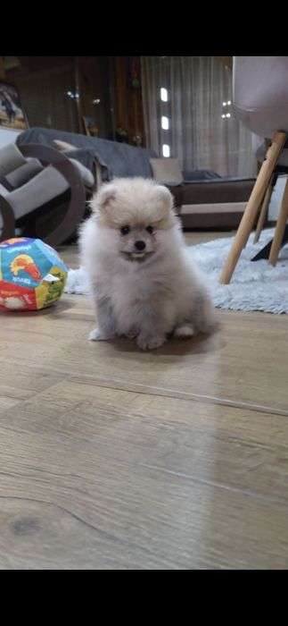 Померан,померанче момче с необходимите ваксини и паспорт!