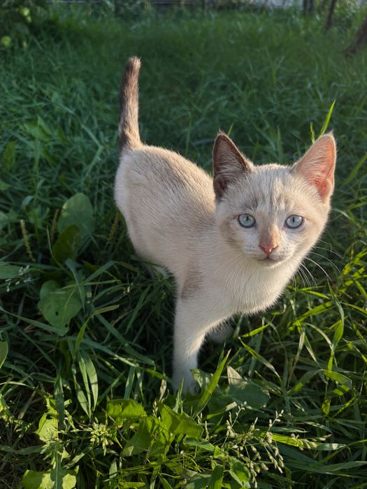 Отдам котят даром