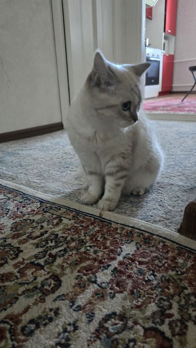 Кошка британская