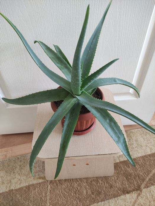 Алоэ лечебное  2500