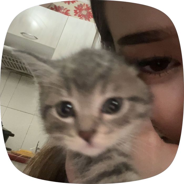 Кошка британский