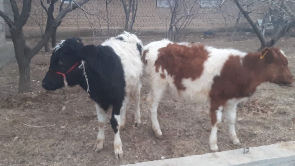 Тана сатылады дені сау