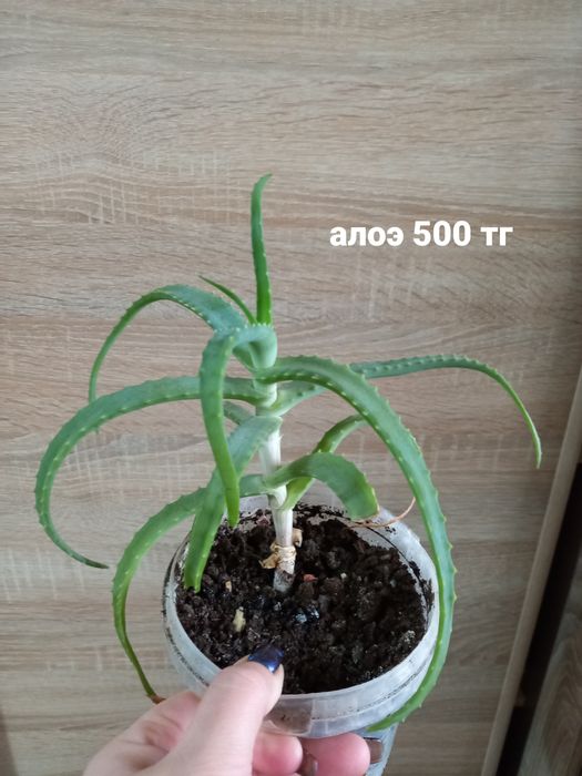 Продам комнатные цветочки