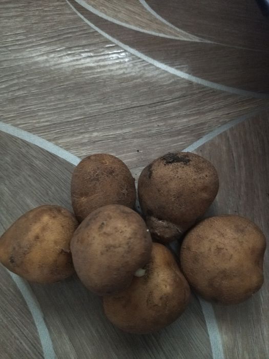 Продам семенной картофель с дачи