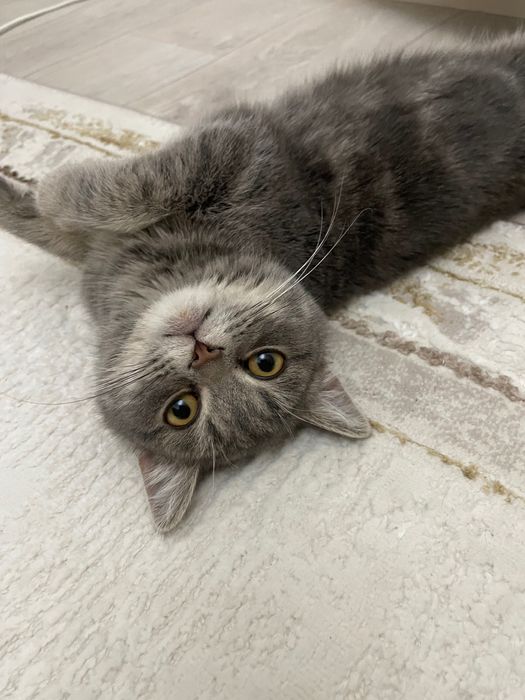 Котик смесь британец