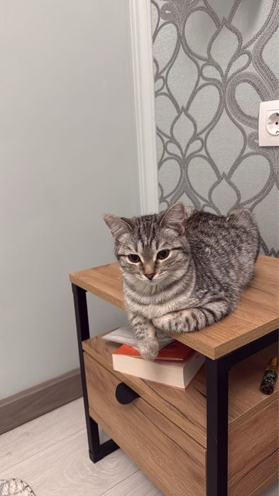 Кошка 6 месяцев, девочка