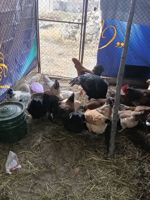 Тауык Куры Кораз