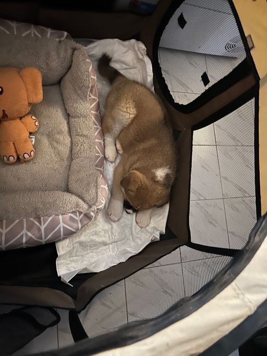 Мъжко кученце Акита ину