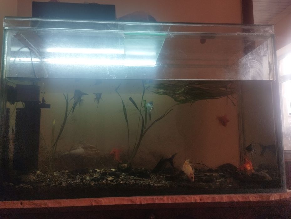 Аквариум с рыбками