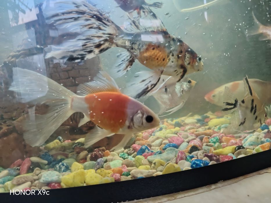 Akvarium Baliqlar 3ta kottasi sotiladi