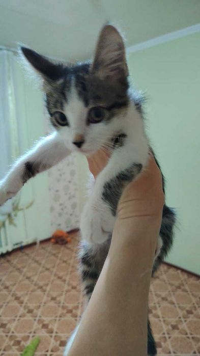 Отдам в добрые руки котенка