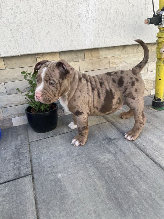 Catei American bully pocket