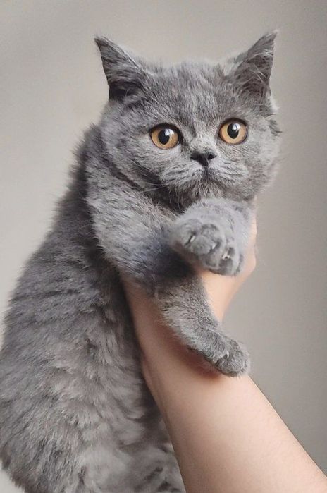 Skottish strayt mushukchalari