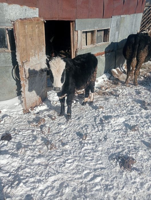 Продам тёлок на доращивания