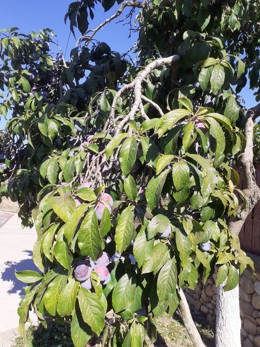 Prune de țuică anaspet