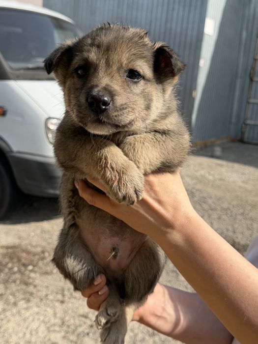 Отдам щенят в хорошие руки