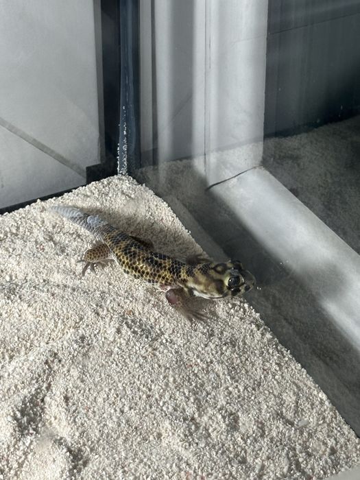 Террариум для геккона