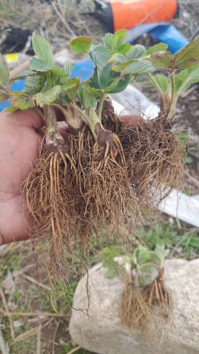 Продавам  разсад ягоди и малини