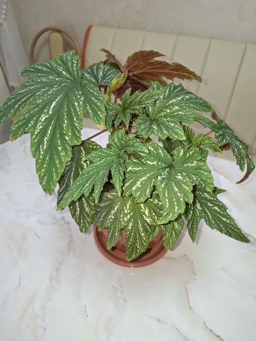 Комнатные цветы - Бегония