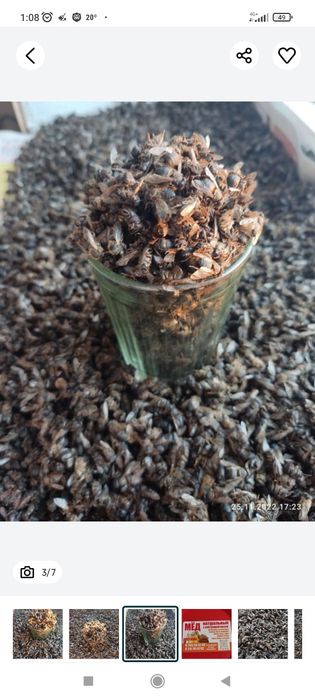 Подмор     пчелы