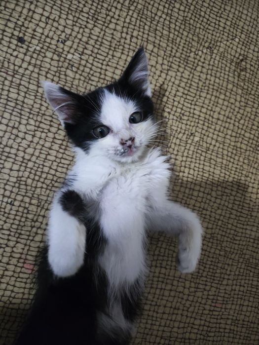 Котёнок маленький