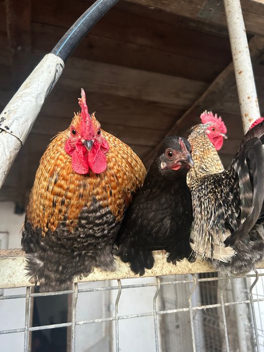 Cocoși americani