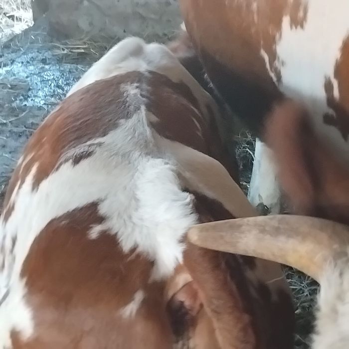vand vaca cu vitel